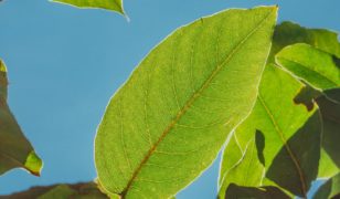 Who’s Driving The Crazy Revenge Verde Supercar?