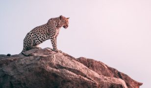 The Leopard 6 Litre Roadster From Poland