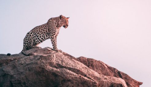 The Leopard 6 Litre Roadster From Poland